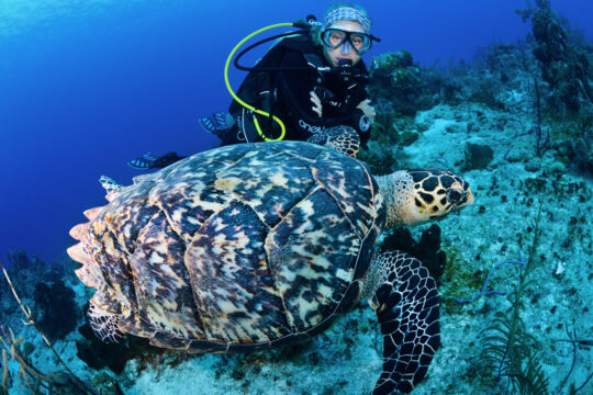 Turtle and scuba diver on the Caicos Barrier Reef