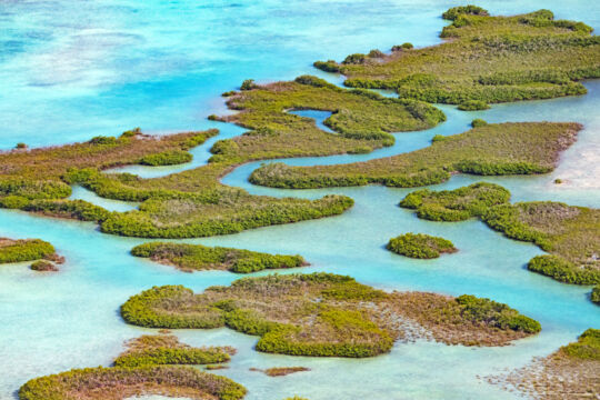 Aerial view of mangroves in the Turks and Caicos