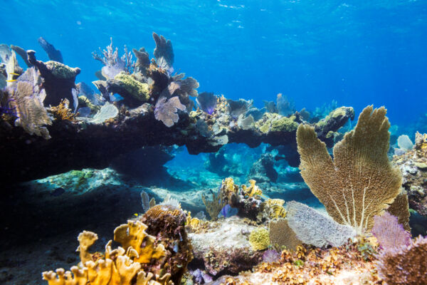 Coral and sea fans on the Turks and Caicos Barrier Reef