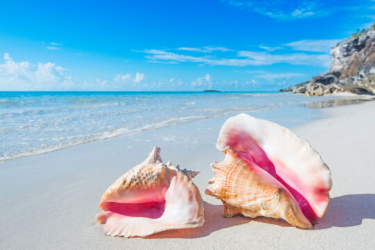 The Queen Conch A National Symbol Visit Turks And Caicos Islands