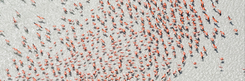 Overhead view of a large flamboyance of flamingos on North Caicos