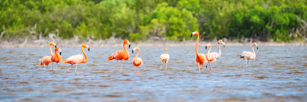 Caribbean flamingos on Providenciales.