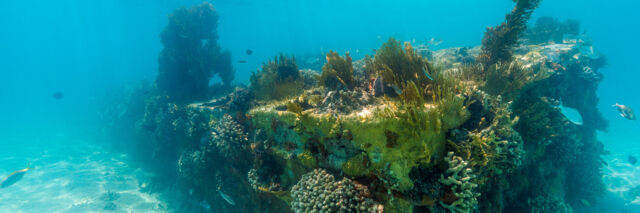 Landing craft wreck covered in intricate coral in the Caicos Banks