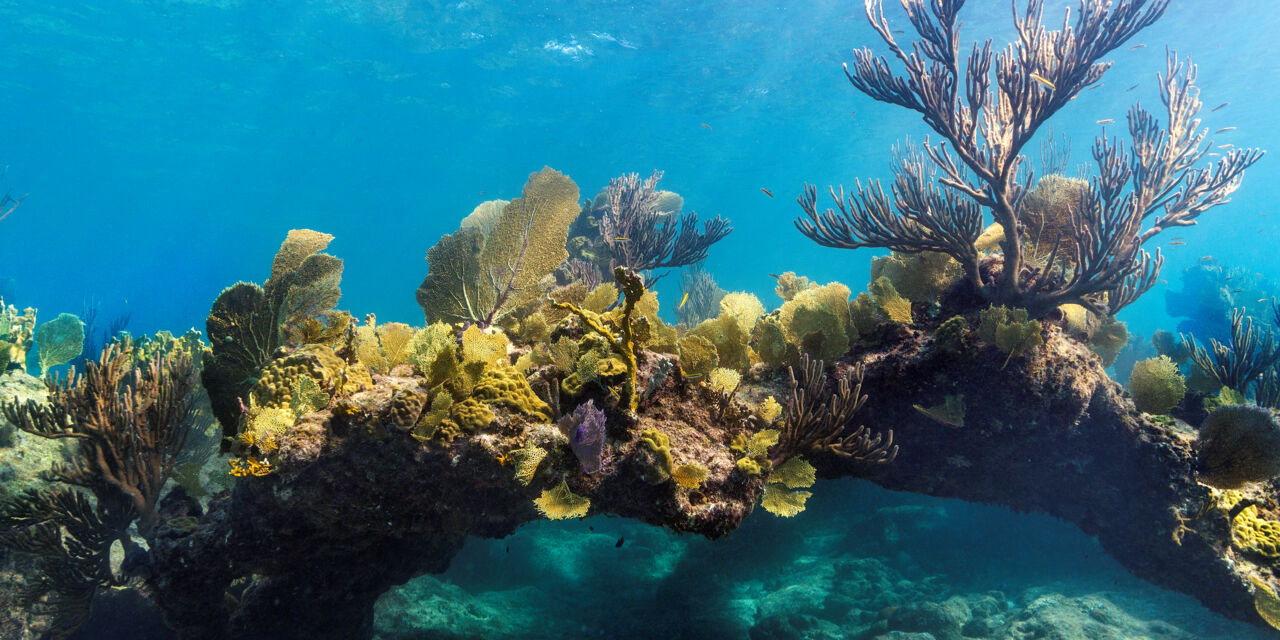 The Turks and Caicos Barrier Reef | Visit Turks and Caicos Islands