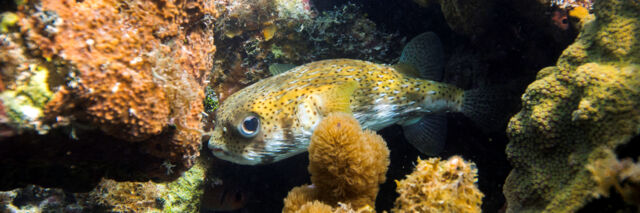 Porcupinefish at a reef at Babalua Beach