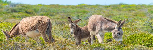 Family of Salt Cay donkeys at South District