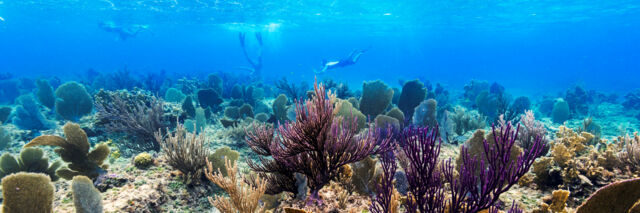 Snorkeling at Malcolm's Road Beach in the Turks and Caicos