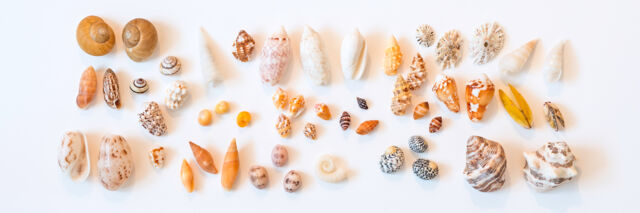 A collection of small seashells from the Turks and Caicos