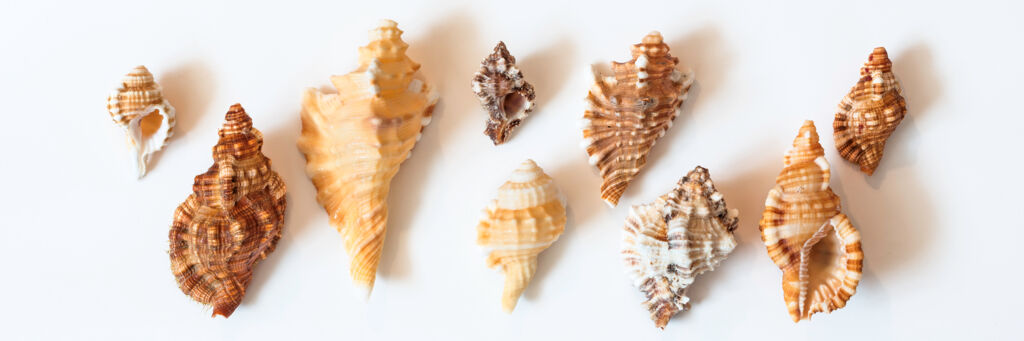 seashells pictures and names