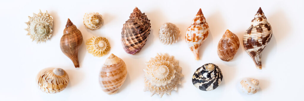 Sea Shells I.D. Poster - Ocean Life Posters, Pictures, Prints