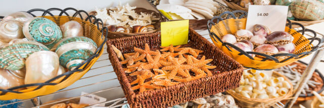 Imported seashells and starfish for sale in the Turks and Caicos