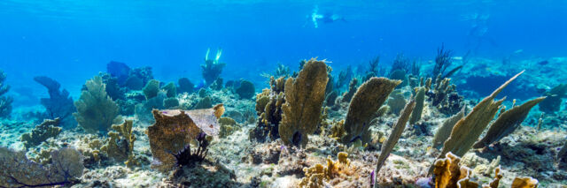 Sea fans in the clear blue ocean water of the Caicos barrier reef