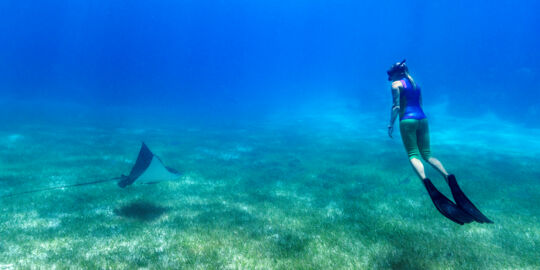 Snorkeler with eagle ray in the Turks and Caicos