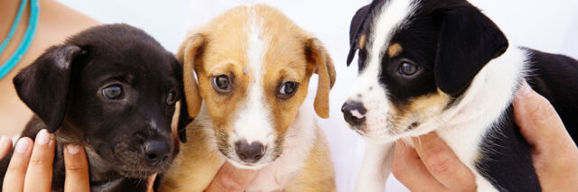 Turks and Caicos Potcake puppies