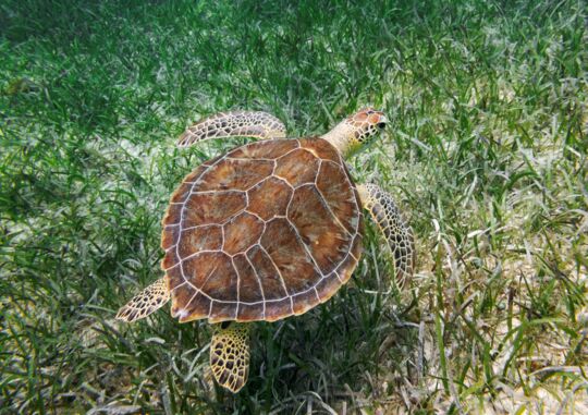 Green turtle swimming along a seagrass bed. 