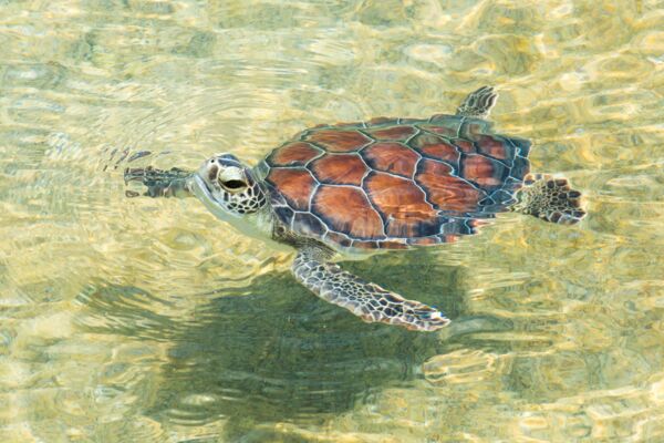 A green turtle surfacing for air. 