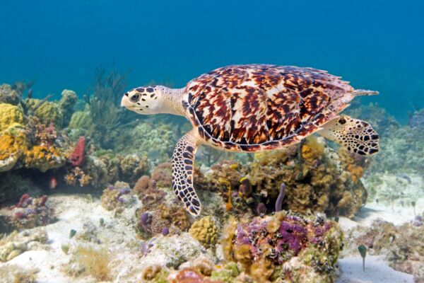 A hawksbill turtle swimming along the reef.