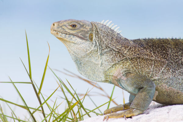 A Turks and Caicos rock iguana on Little Water Cay.