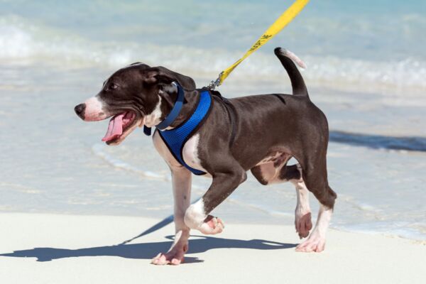 Potcake dog in the Turks and Caicos.