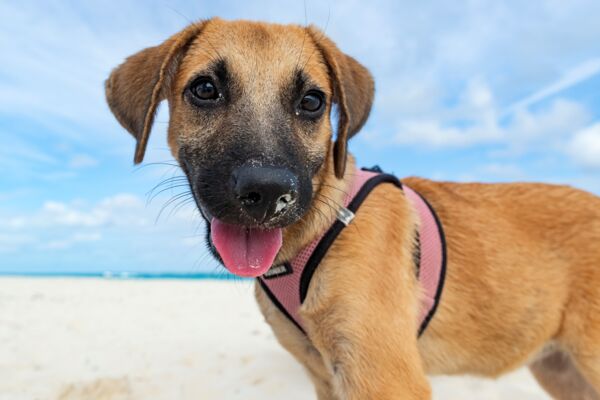 Puppy from the Potcake Place in Turks and Caicos.