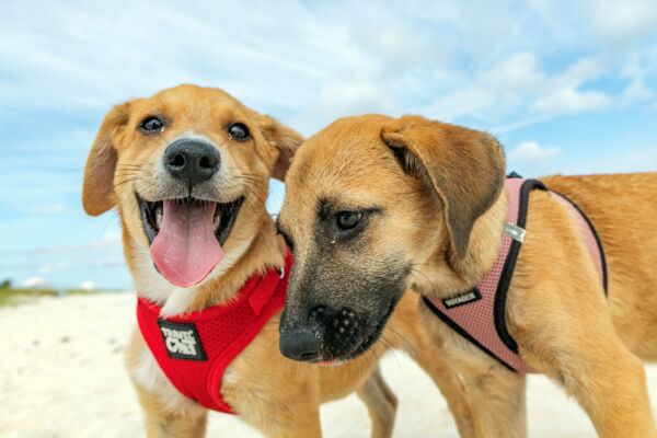 Potcake puppies from the Potcake Place on Grace Bay Beach.