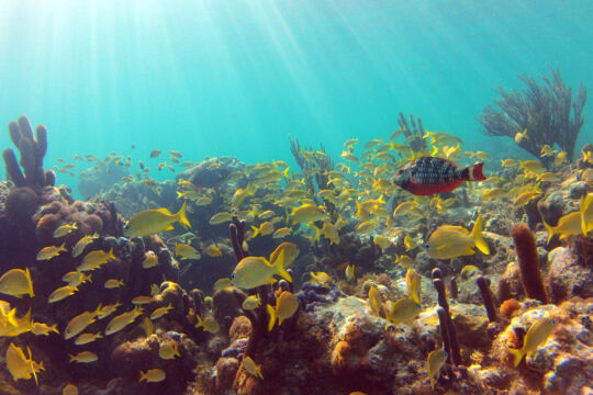 School of French Grunt fish in the Turks and Caicos