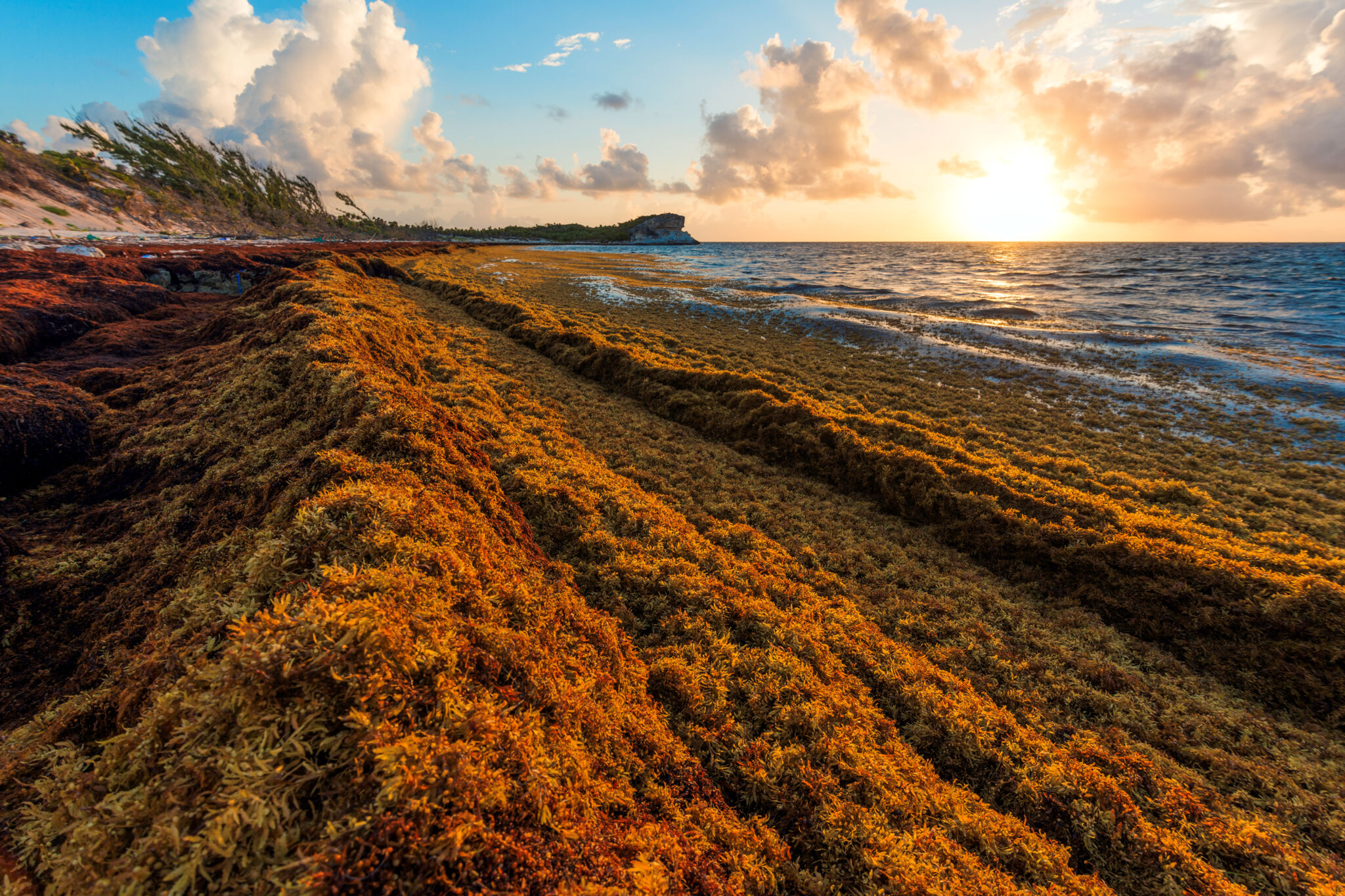 Sargasso Sea Seaweed