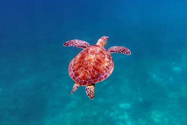 Green sea turtle swimming in deep water, Turks and Caicos.