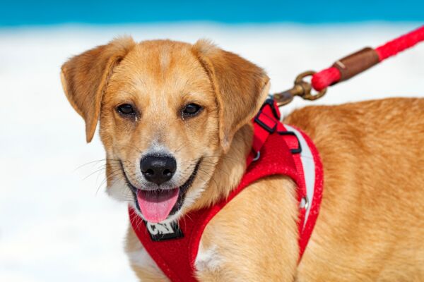 A potcake dog in the Turks and Caicos Islands.