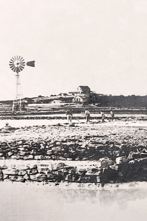 Old photo of the salt industry on South Caicos