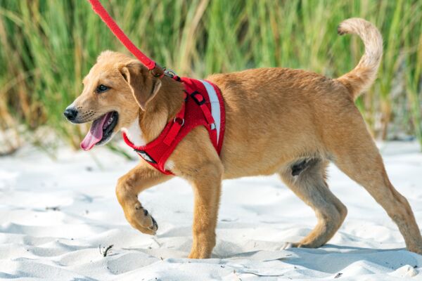 Potcake puppy in Turks and Caicos in the sand.