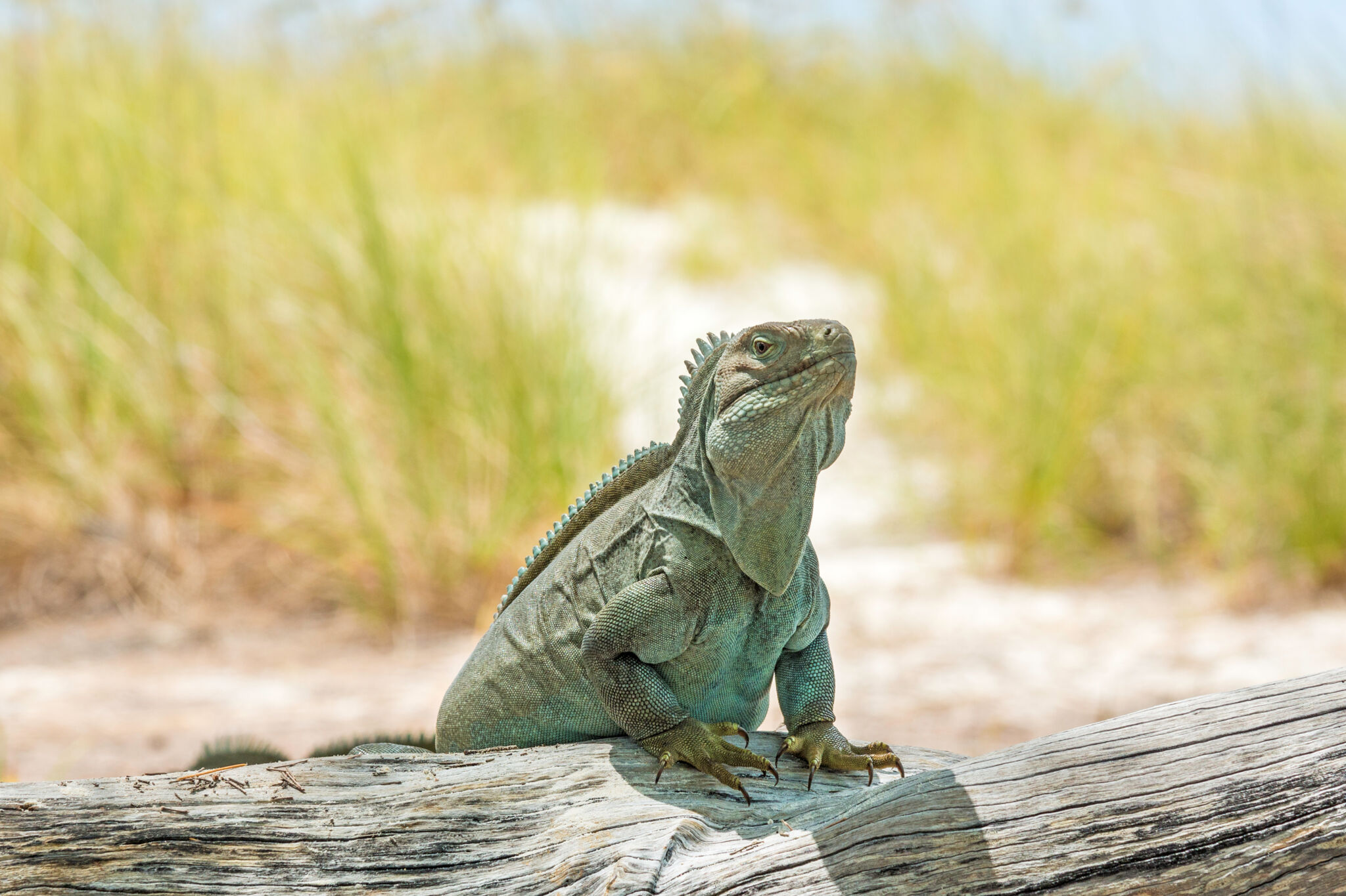 can a akita live in turks and caicos islands