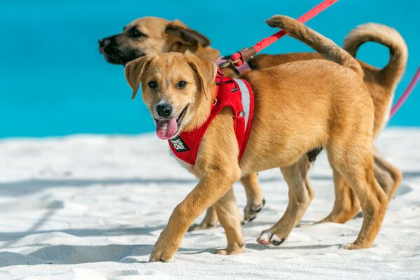 Potcake Place puppies out for a walk on Grace Bay Beach.