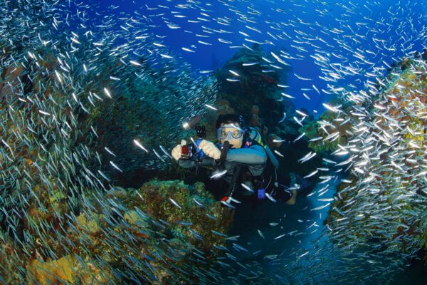 Scuba diver in Turks and Caicos exploring a coral reef.