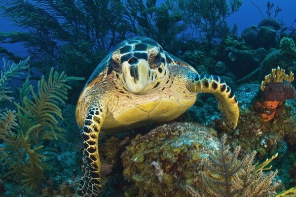 Hawksbill turtle on the reef in Turks and Caicos. 