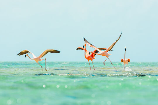 American flamingos in shallow water near Ambergris Cay