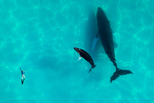 Aerial view of snorkeler with humpback whale mother and calf.