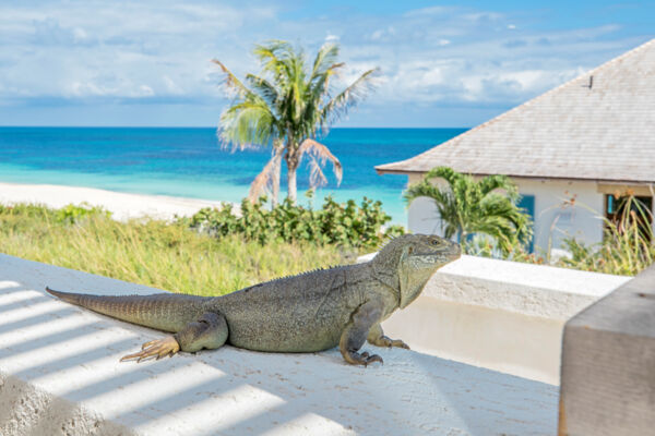 Turks and Caicos Islands rock iguana on a wall on Ambergris Cay