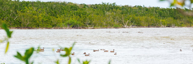 White-cheeked pintail ducks and West Indian whistling ducks at Armstrong Pond.