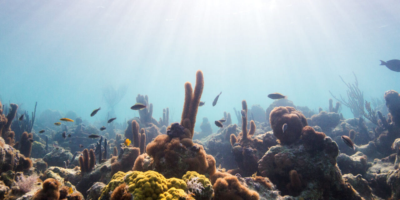 The Bight Reef (Coral Gardens), Providenciales | Visit Turks and Caicos ...