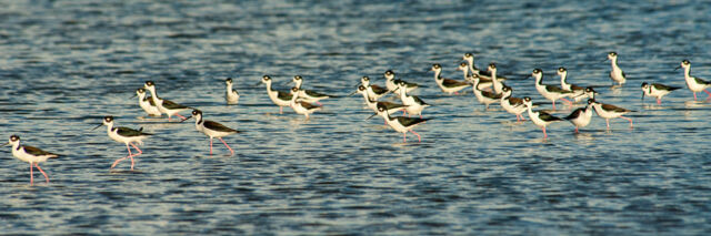 Stilts in the Northwest Point Pond Nature Reserve on the island of Providenciales, Turks and Caicos