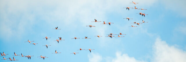 Flamingos in Turks and Caicos