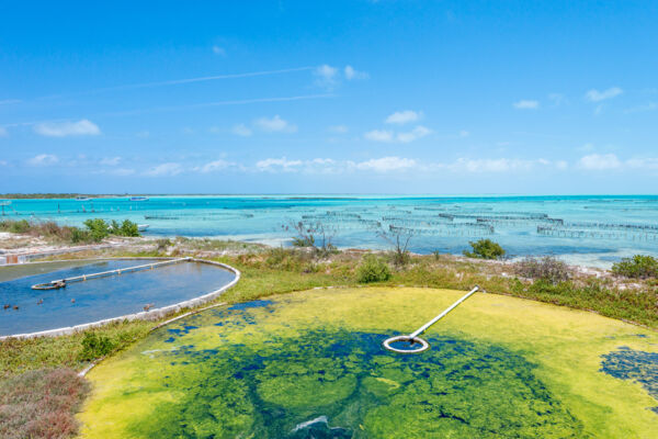 Green algae vats for conch food at the Caicos Conch Farm