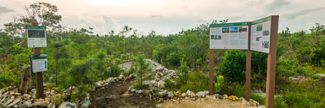 The Caicos Pine Yard trail on Middle Caicos