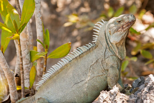 Turks and Caicos Rock Iguana on a limestone island in Chalk Sound