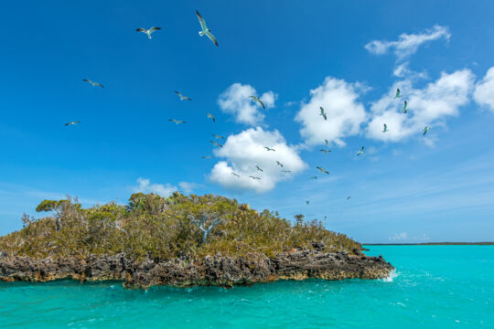 Laughing gulls over an island in Chalk Sound