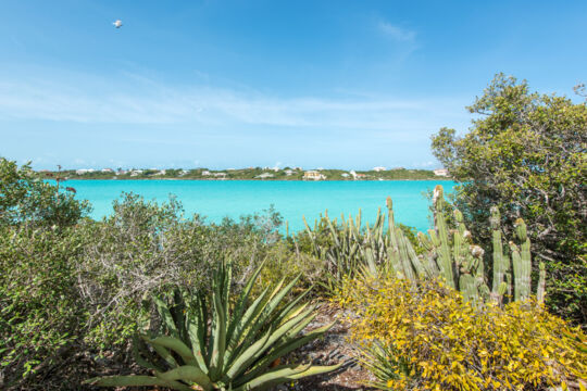 Sisal and cactus plants on an island in Chalk Sound