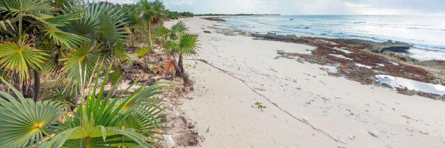 Thatch palms growing on a dune at Flamingo Creek Bay beach in the Turks and Caicos