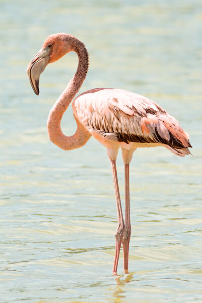 A Caribbean flamingo