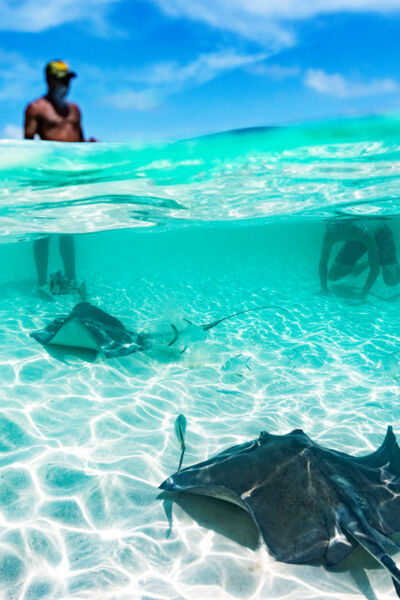 Stingrays at Gibbs Cay